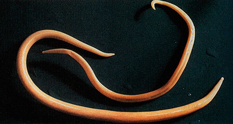 Parasitic worm that can enter the human body