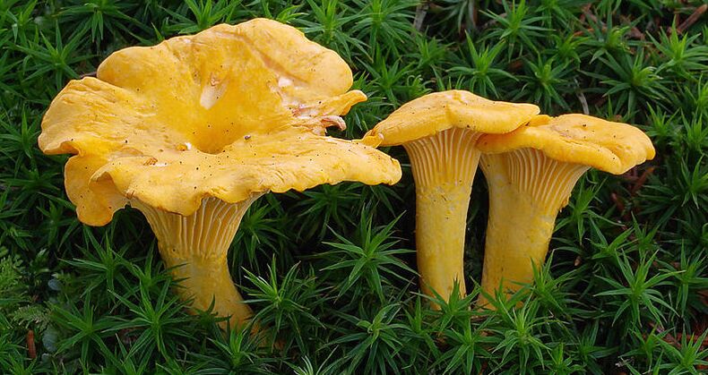 chanterelle mushrooms from parasites