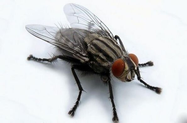 fly as a carrier of human parasites