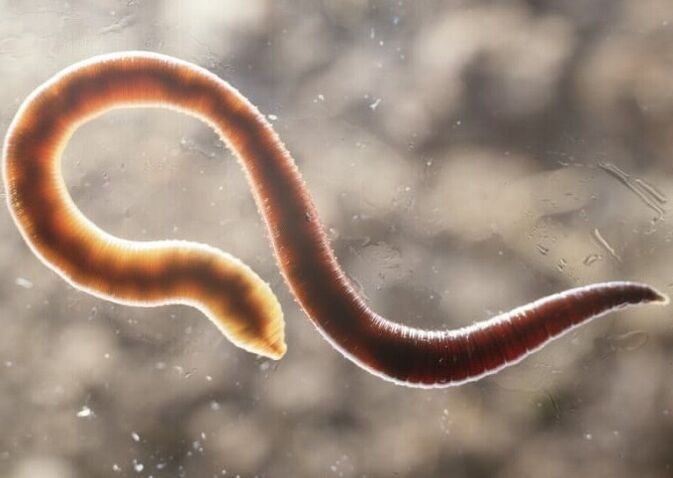 worm parasite from the human body
