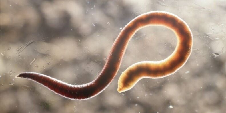 human pinworm worm